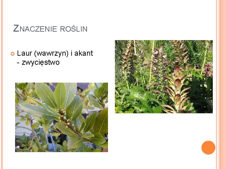 ZNACZENIE ROŚLIN Laur (wawrzyn) i akant - zwycięstwo 