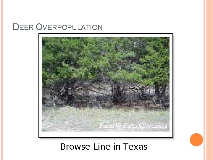 DEER OVERPOPULATION Browse Line in Texas 