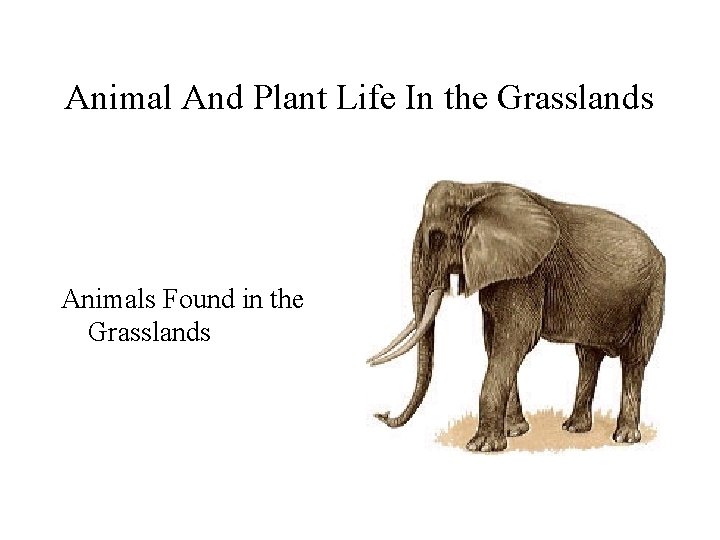 Animal And Plant Life In the Grasslands Animals Found in the Grasslands 