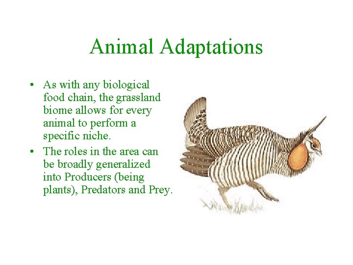 Animal Adaptations • As with any biological food chain, the grassland biome allows for