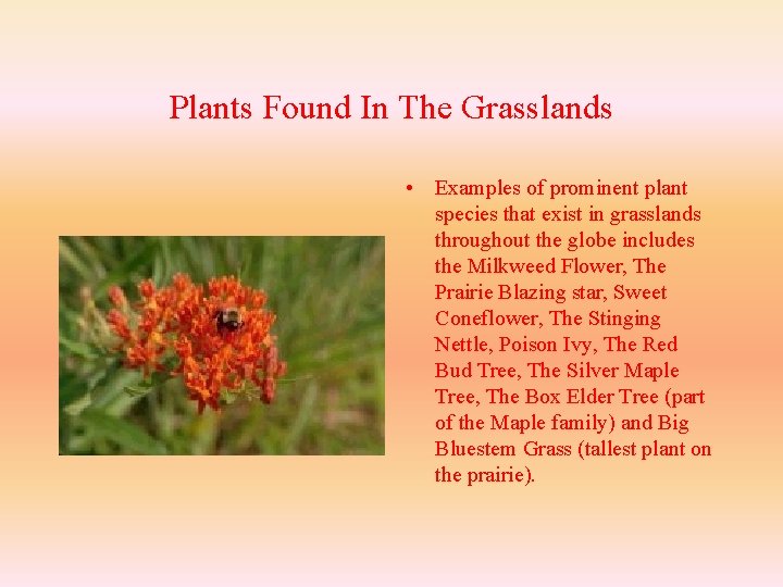 Plants Found In The Grasslands • Examples of prominent plant species that exist in