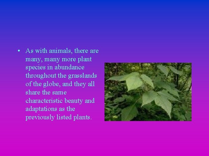  • As with animals, there are many, many more plant species in abundance