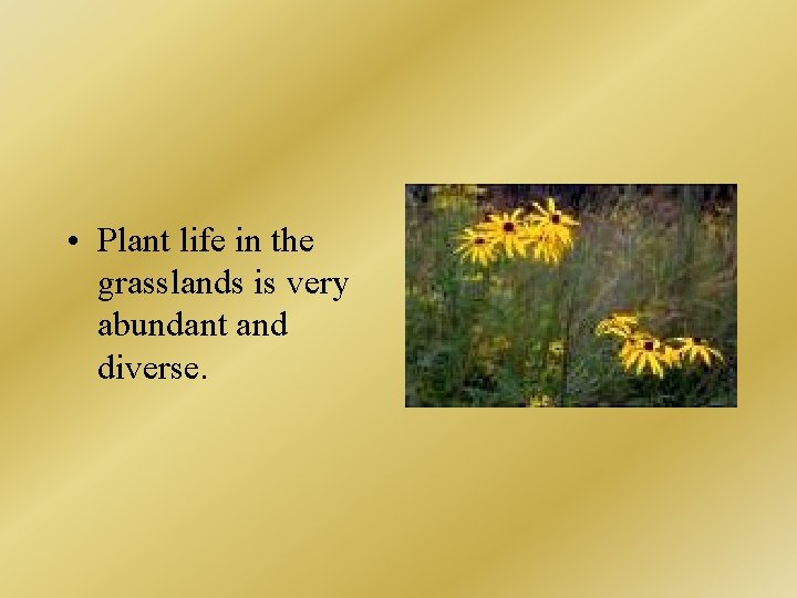  • Plant life in the grasslands is very abundant and diverse. 