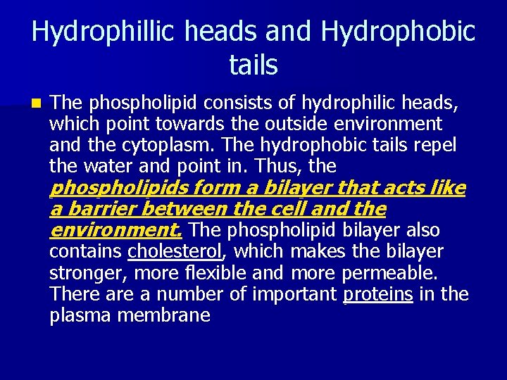 Hydrophillic heads and Hydrophobic tails n The phospholipid consists of hydrophilic heads, which point