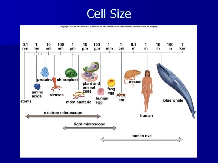 Cell Size 