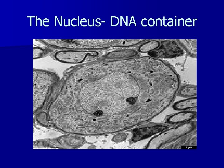 The Nucleus- DNA container 