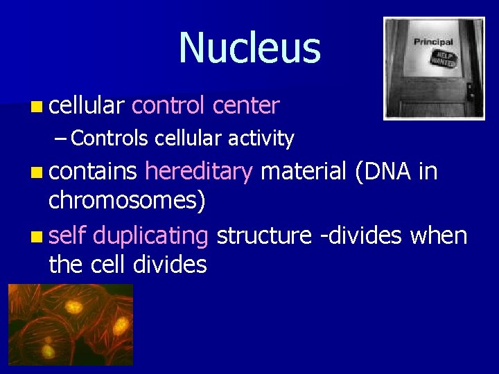 Nucleus n cellular control center – Controls cellular activity n contains hereditary material (DNA