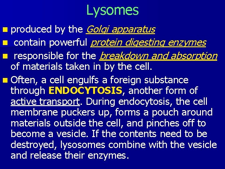 Lysomes n produced by the Golgi apparatus n contain powerful protein digesting enzymes n