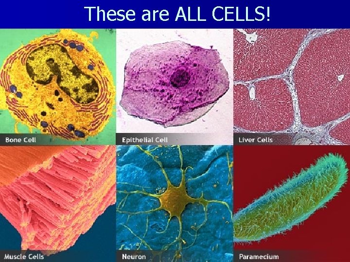 These are ALL CELLS! 