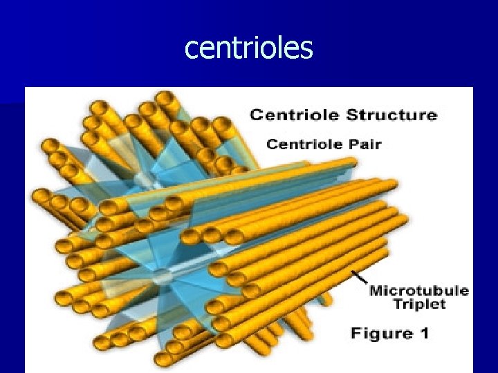 centrioles 