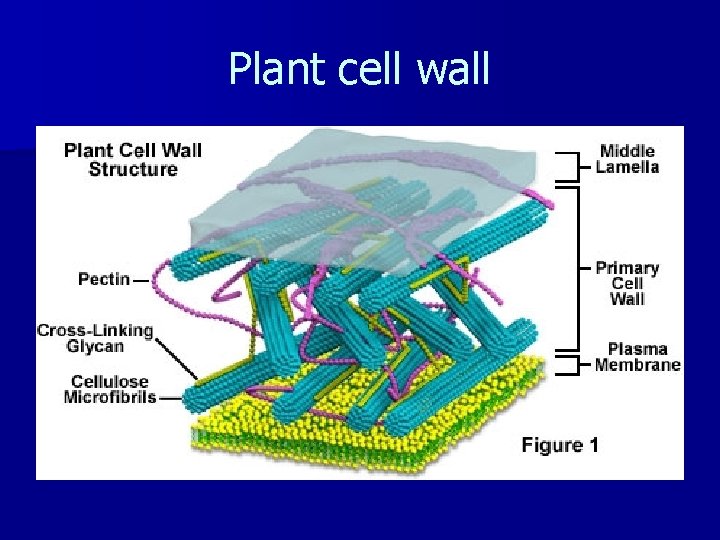 Plant cell wall 