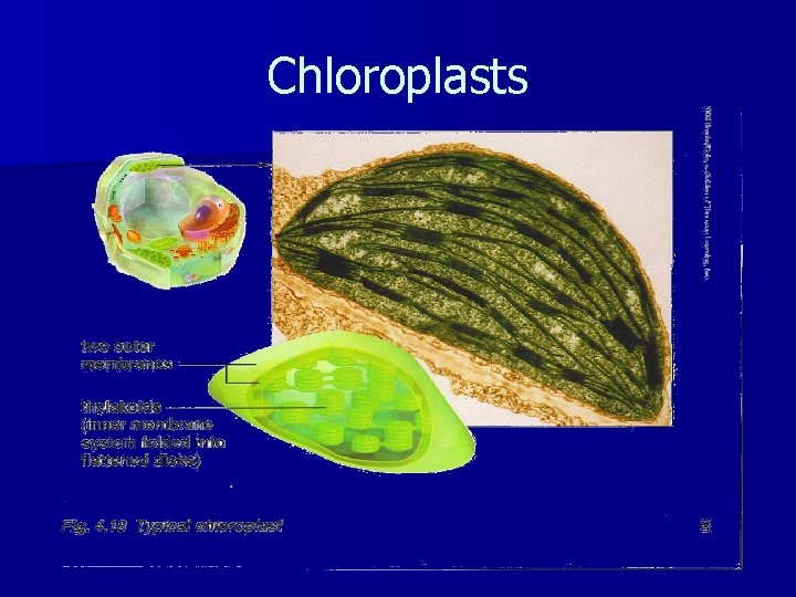 Chloroplasts 