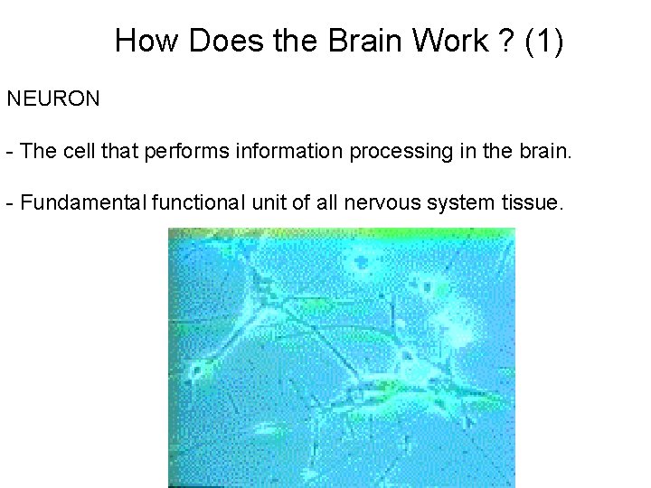 How Does the Brain Work ? (1) NEURON - The cell that performs information