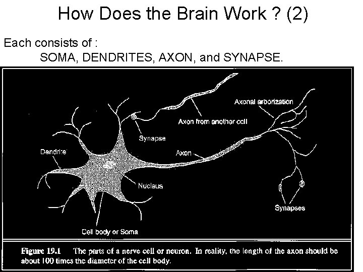 How Does the Brain Work ? (2) Each consists of : SOMA, DENDRITES, AXON,