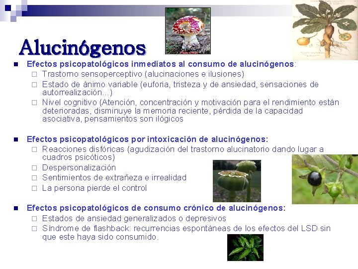 Alucinógenos n Efectos psicopatológicos inmediatos al consumo de alucinógenos: ¨ Trastorno sensoperceptivo (alucinaciones e