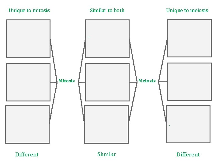 Unique to meiosis Similar to both Unique to mitosis . Mitosis Meiosis . Different