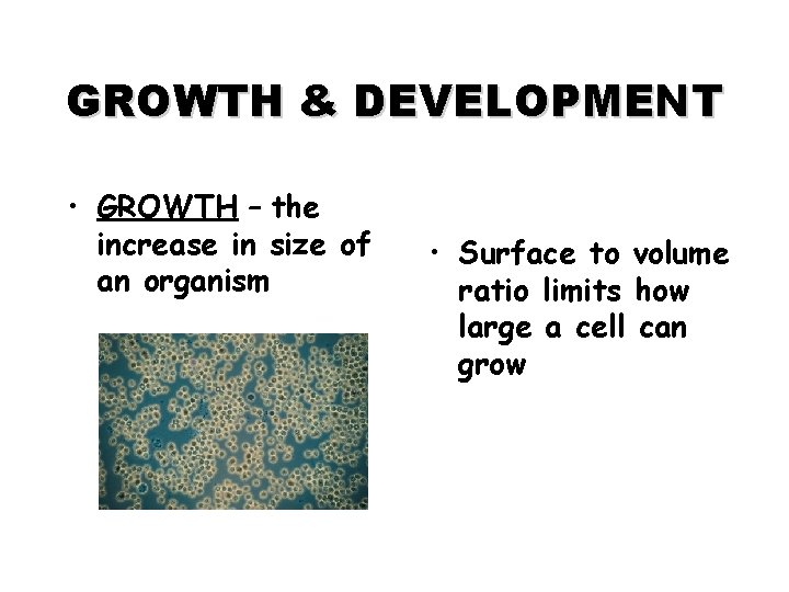 GROWTH & DEVELOPMENT • GROWTH – the increase in size of an organism •