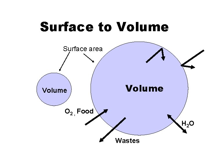 Surface to Volume Surface area Volume O 2 , Food H 2 O Wastes