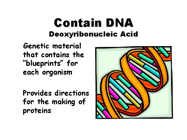 Contain DNA Deoxyribonucleic Acid Genetic material that contains the “blueprints” for each organism Provides