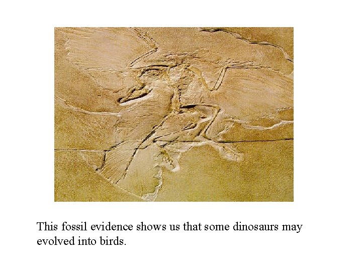 This fossil evidence shows us that some dinosaurs may evolved into birds. This fossil evidence shows us that some dinosaurs may evolved into birds.