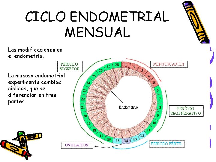 CICLO ENDOMETRIAL MENSUAL Las modificaciones en el endometrio. La mucosa endometrial experimenta cambios cíclicos,