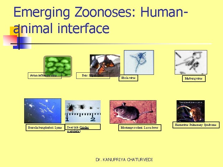 Emerging Zoonoses: Humananimal interface Avian influenza virus Borrelia burgdorferi: Lyme Bats: Nipah virus Deer