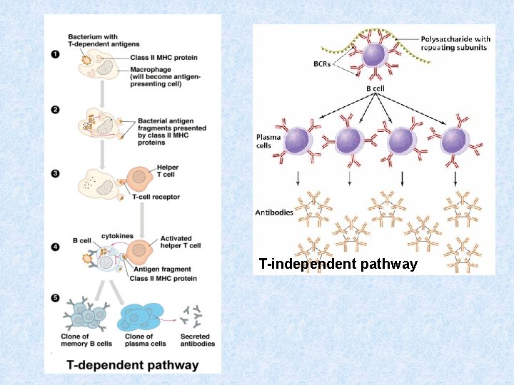 T-independent pathway 