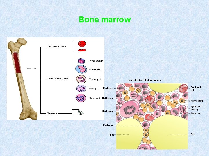 Bone marrow 