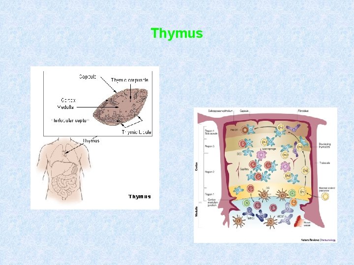 Thymus 