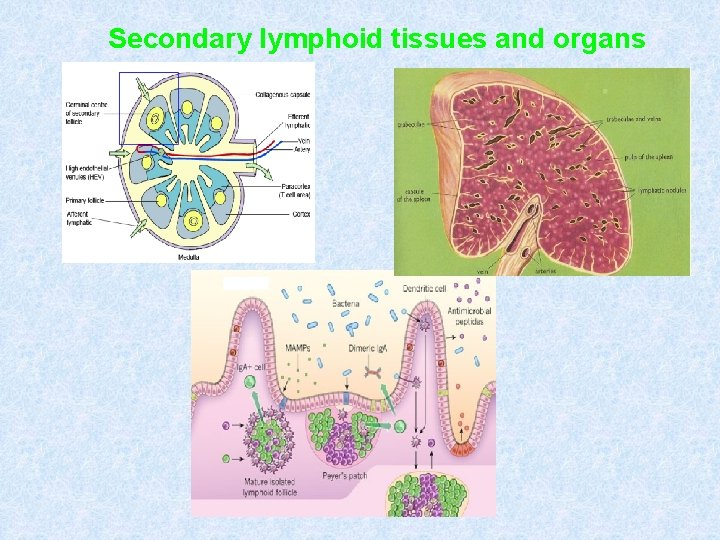 Secondary lymphoid tissues and organs 