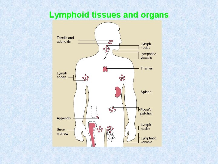 Lymphoid tissues and organs 