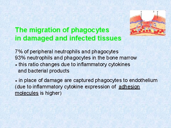 The migration of phagocytes in damaged and infected tissues 7% of peripheral neutrophils and