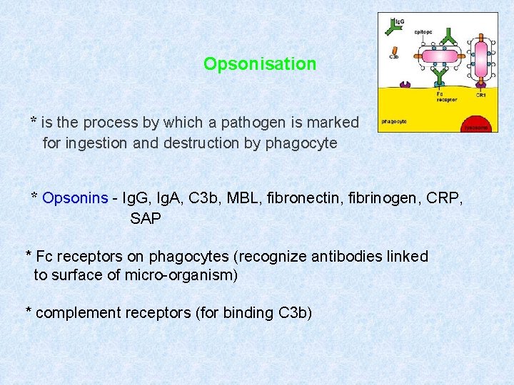 Opsonisation * is the process by which a pathogen is marked for ingestion and