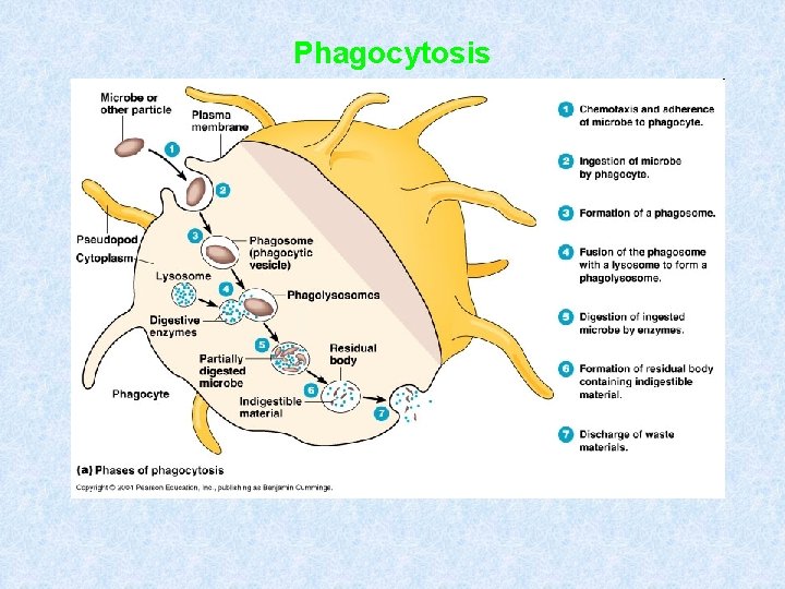 Phagocytosis Phagocytosis