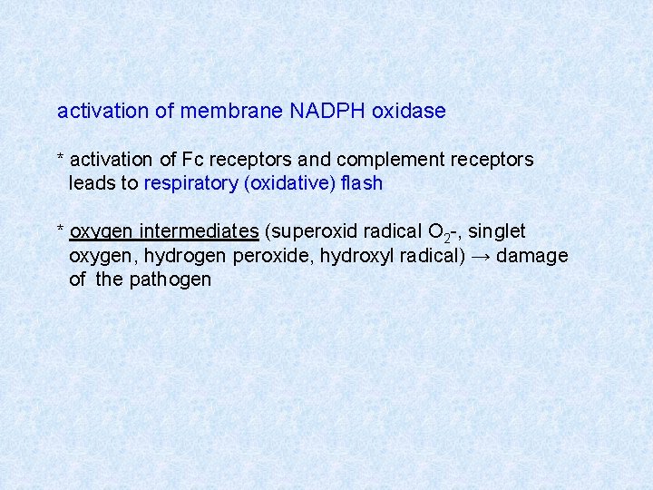 activation of membrane NADPH oxidase * activation of Fc receptors and complement receptors leads