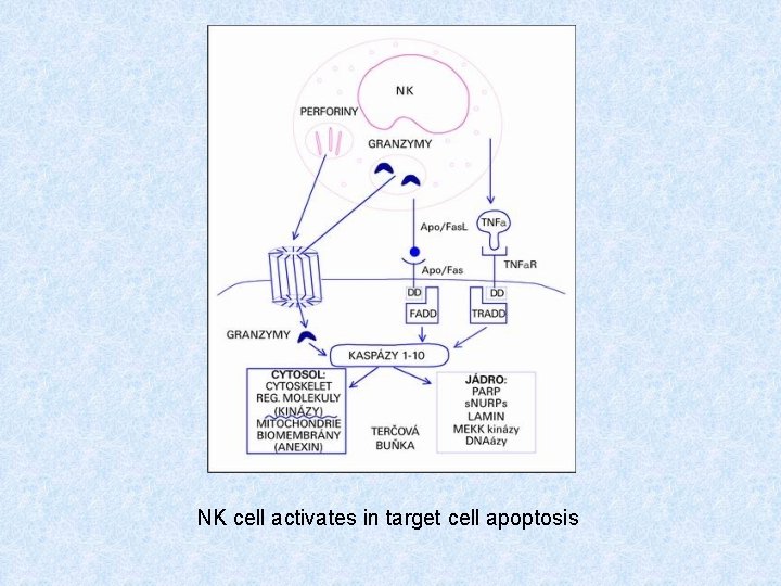 NK cell activates in target cell apoptosis 