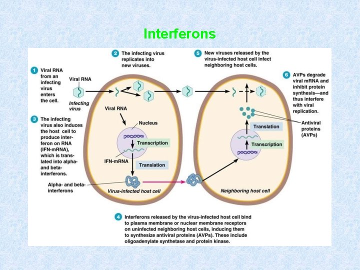 Interferons Interferons