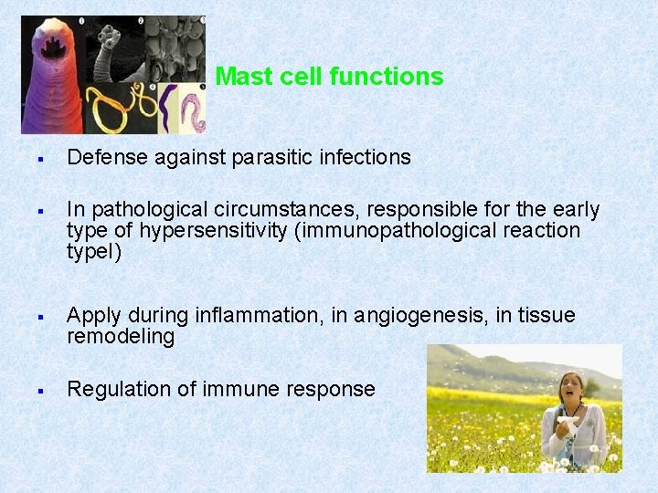 Mast cell functions § Defense against parasitic infections § In pathological circumstances, responsible for