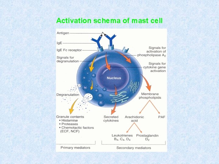 Activation schema of mast cell 