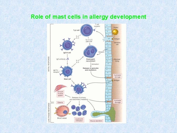 Role of mast cells in allergy development 