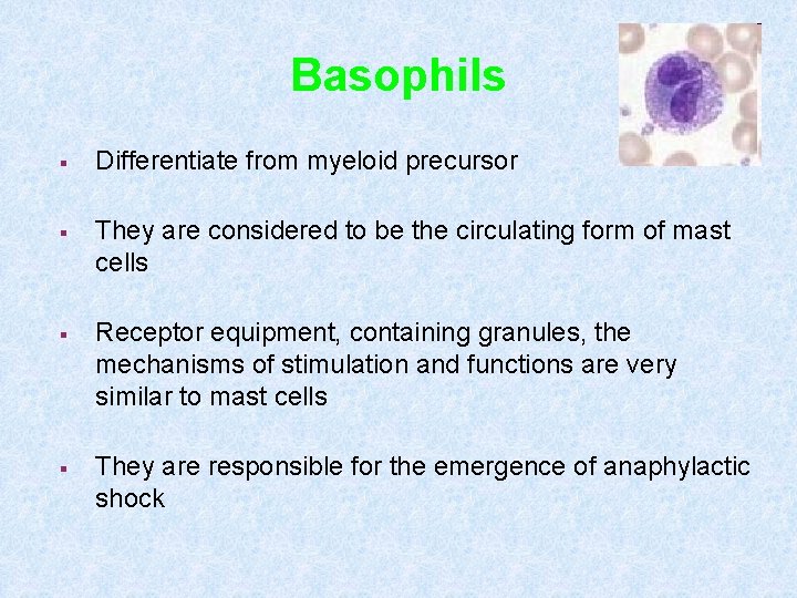 Basophils § Differentiate from myeloid precursor § They are considered to be the circulating