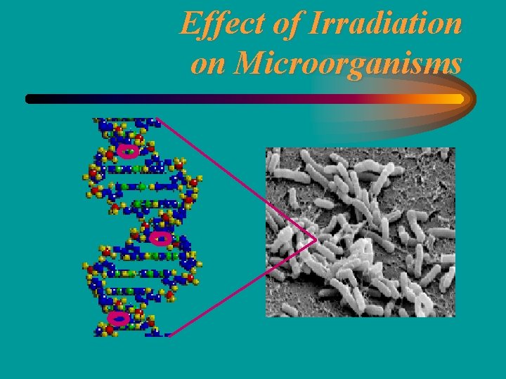 Effect of Irradiation on Microorganisms 