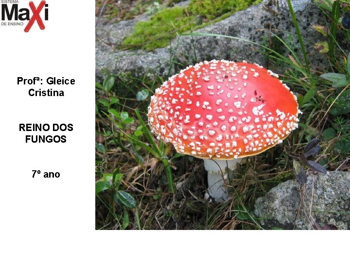 Profª: Gleice Cristina REINO DOS FUNGOS 7º ano 