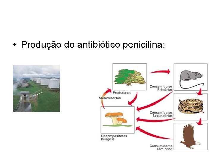 • Produção do antibiótico penicilina: 
