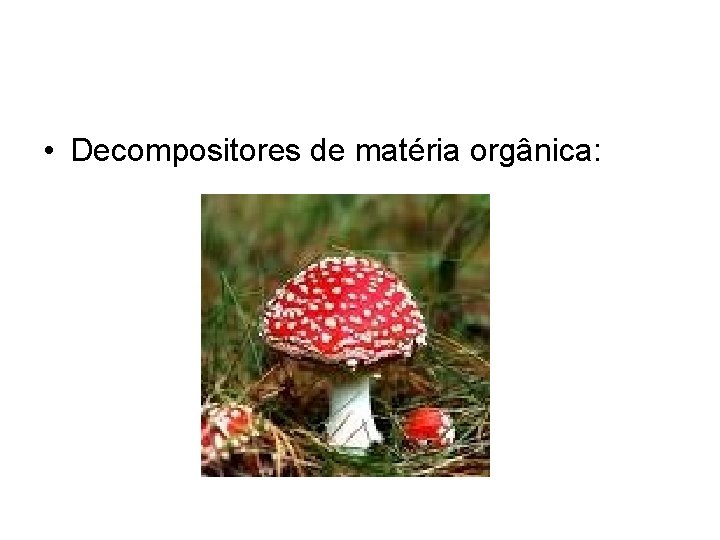  • Decompositores de matéria orgânica: 