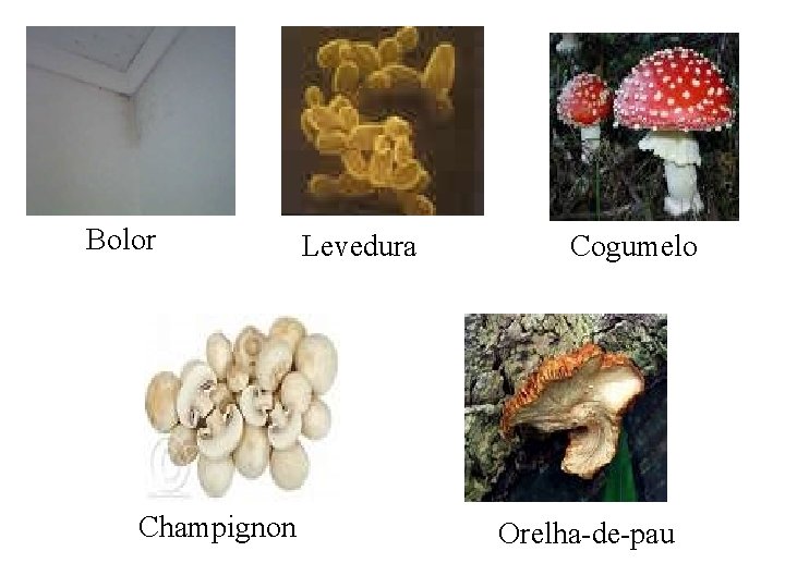 Bolor Champignon Levedura Cogumelo Orelha-de-pau 