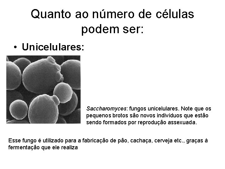 Quanto ao número de células podem ser: • Unicelulares: Saccharomyces: fungos unicelulares. Note que
