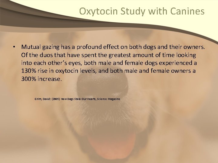 Oxytocin Study with Canines • Mutual gazing has a profound effect on both dogs