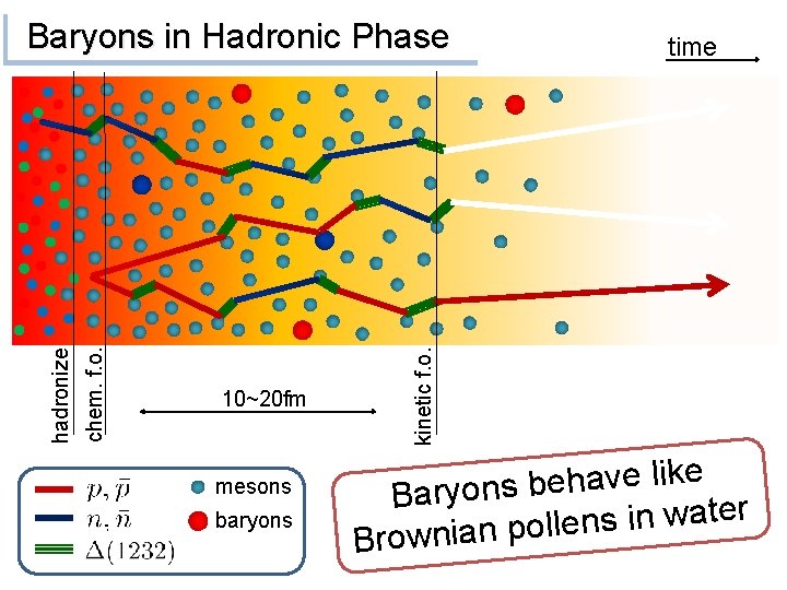 10~20 fm mesons baryons time kinetic f. o. chem. f. o. hadronize Baryons in