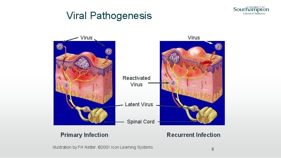 Viral Pathogenesis Virus Reactivated Virus Latent Virus Spinal Cord Primary Infection Illustration by FH